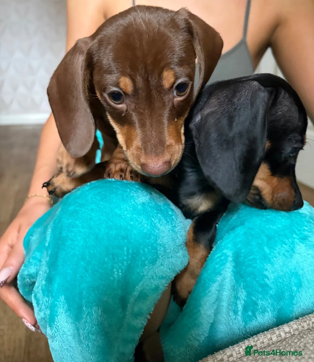 Dachshund dogs for sale: Milo and Dimple - Advert 2