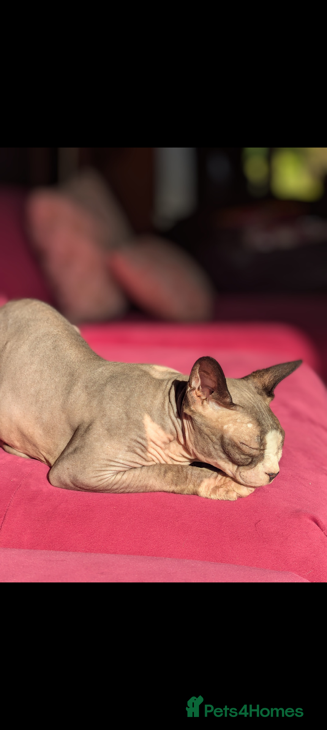 Sphynx cats for sale: Female Adult Sphynx cat for rehoming - Advert 2