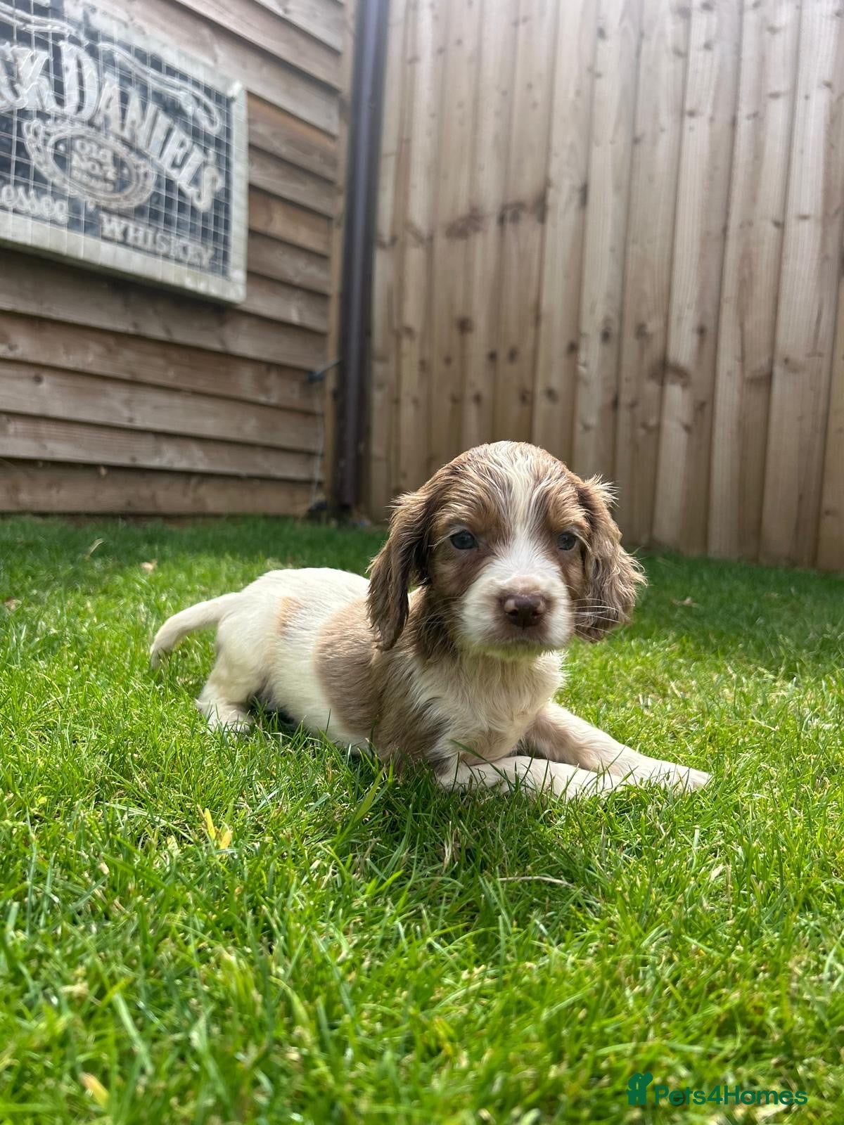 Cockapoo dogs Stunning F1 Miniature Cockerpoo Puppies - Advert 1