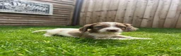 Cockapoo dogs for sale: Stunning F1 Miniature Cockerpoo Puppies - Advert 18
