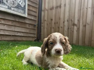 Cockapoo dogs Stunning F1 Miniature Cockerpoo Puppies - Advert 1