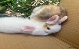 Mini Lion Lop rabbits for sale: Baby bunnies mini lion lops ready now  - Image 13