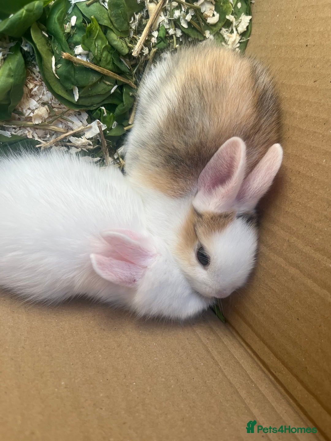 Mini Lion Lop rabbits for sale: Baby bunnies mini lion lops ready now  - Image 13