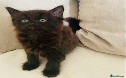American Shorthair cats for sale: 2 males  - Image 4