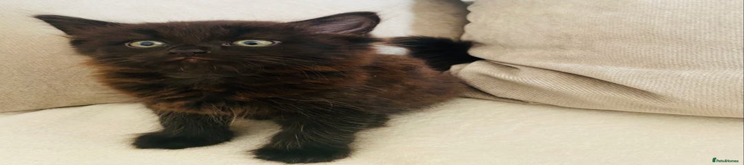 American Shorthair Kitten 1