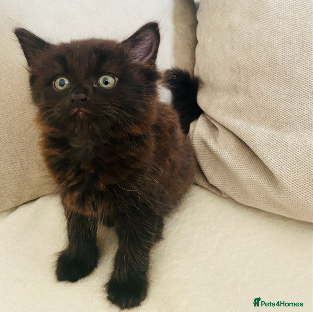 American Shorthair cats for sale: 2 males  - Image 4