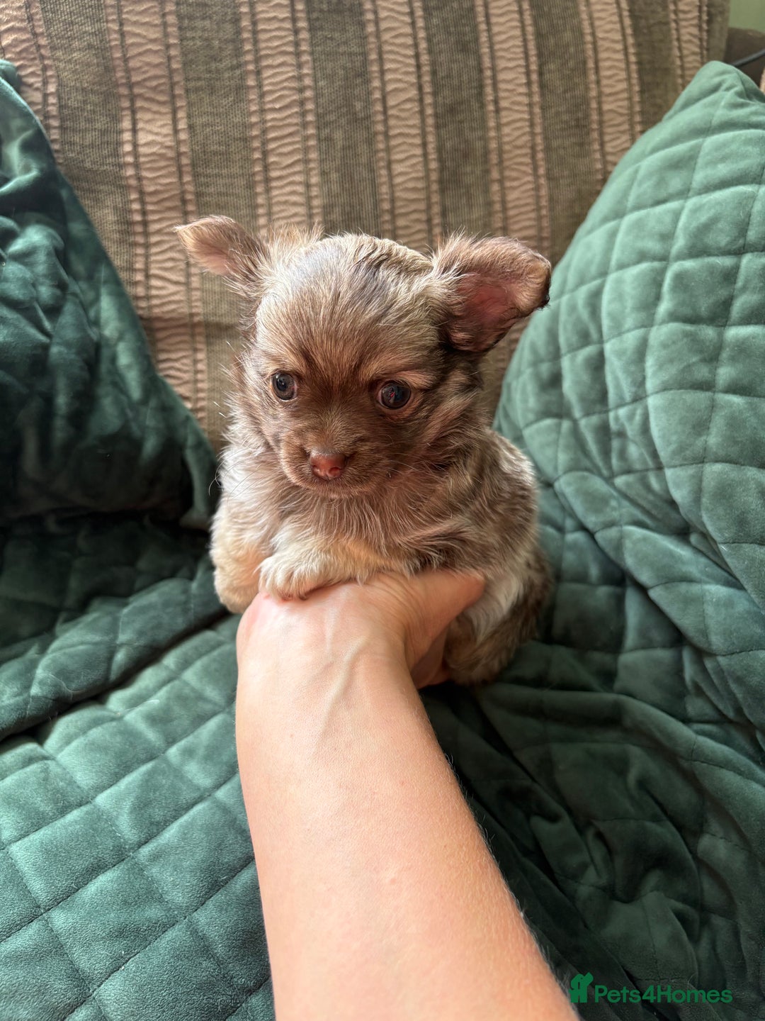Chihuahua dogs for sale: Gorgeous Fluffy Chihuahua Puppy - Image 12