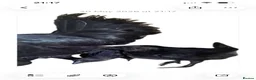 Chickens poultry for sale: Ayam cemani chicks in Wokingham - Advert 3