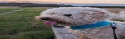 Poochon dogs for sale: Rehoming our loving boy - Omi - Advert 2