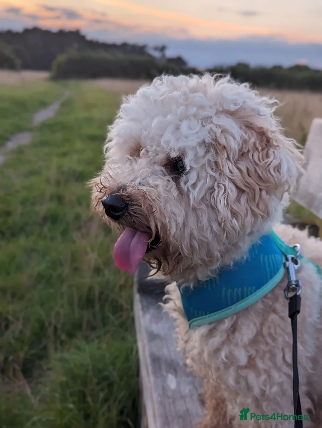 Poochon dogs for sale: Rehoming our loving boy - Omi - Advert 2
