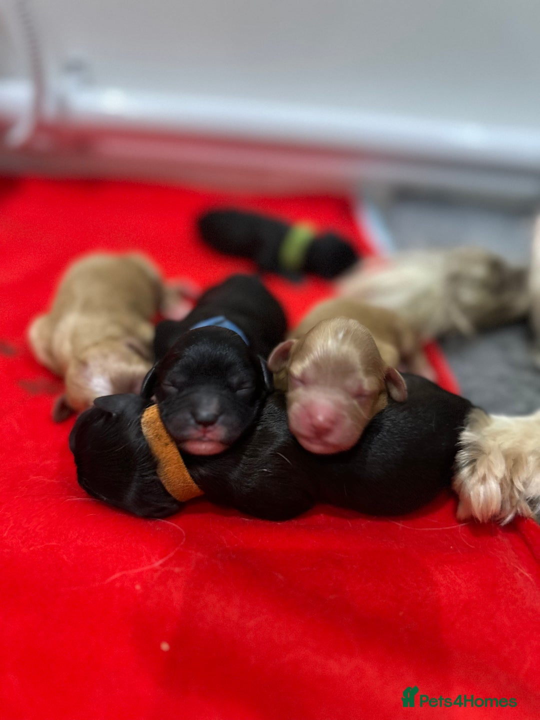 Cavapoo dogs for sale: F1 cavapoo puppies heath tested  - Image 8