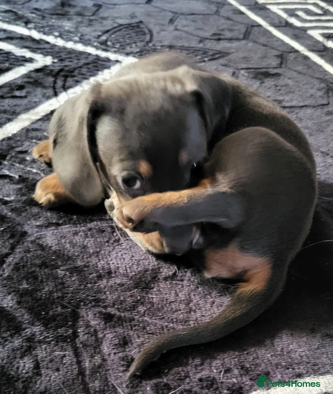 Miniature Dachshund dogs for sale:  KC Reregistered miniature dachshund puppies. - Advert 15