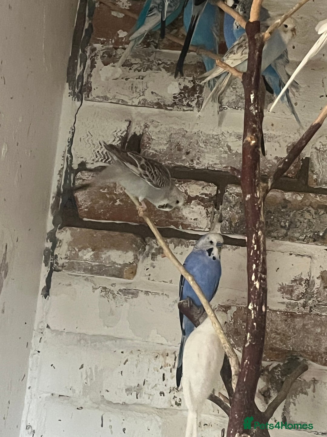 Mixed Breed birds for sale: Budgies for sale - Advert 10