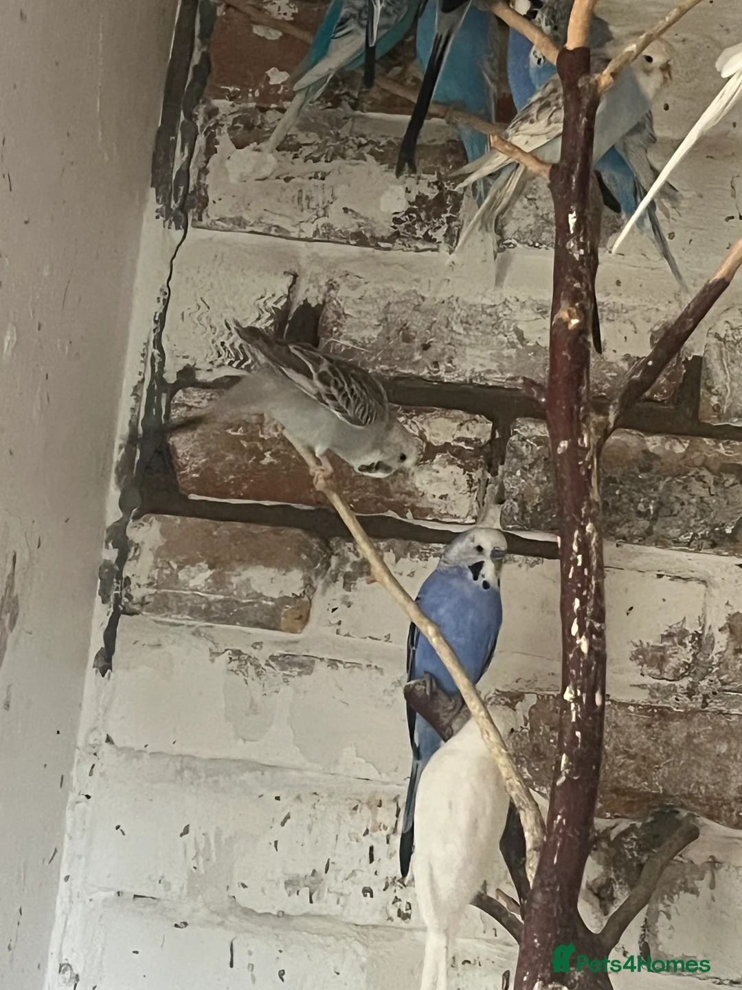 Mixed Breed birds for sale: Budgies for sale - Advert 10