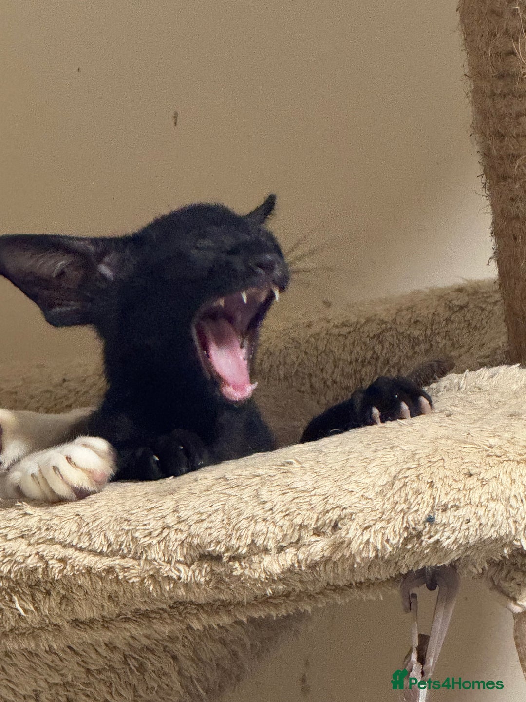 Oriental cats for sale: Pedigree Black Oriental kitten - Advert 6