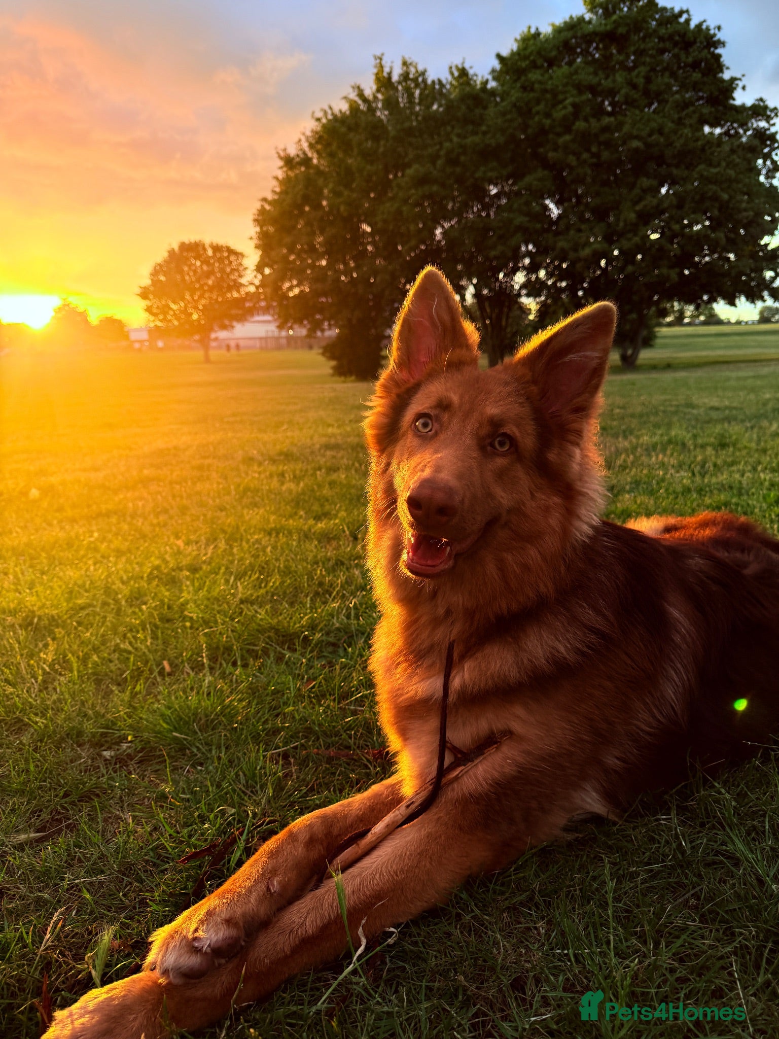 German Shepherd dogs Liver and tan German shepherd  - Advert 10