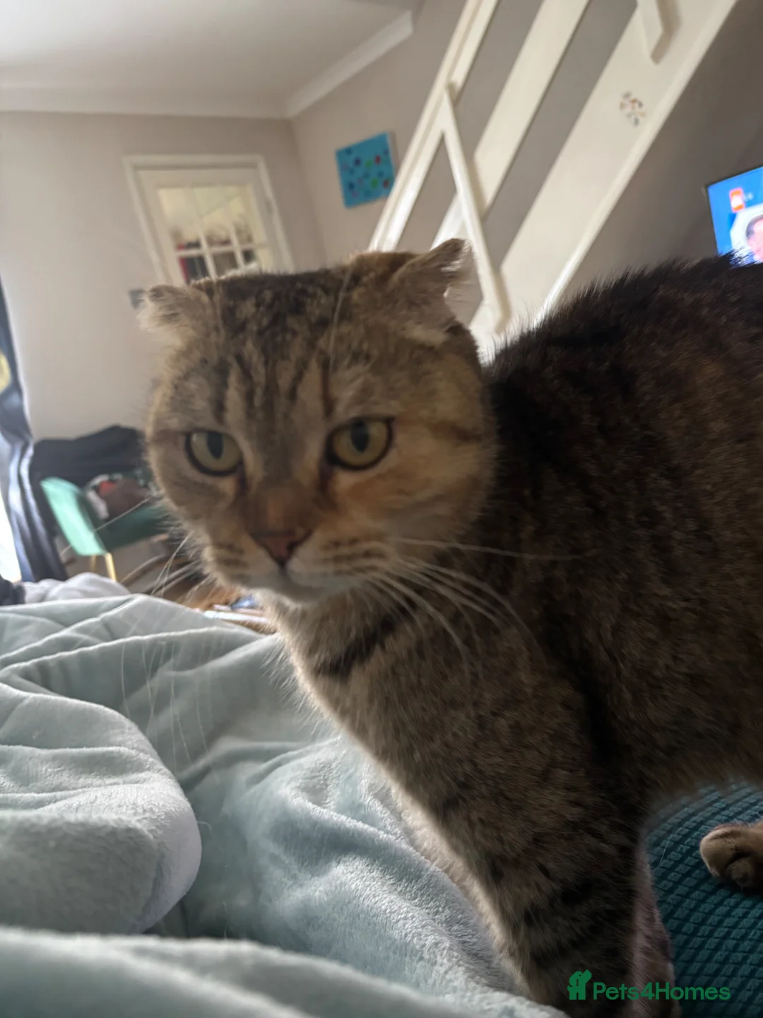 Maine Coon cats for sale: Scottish fold longhair mix - Advert 1