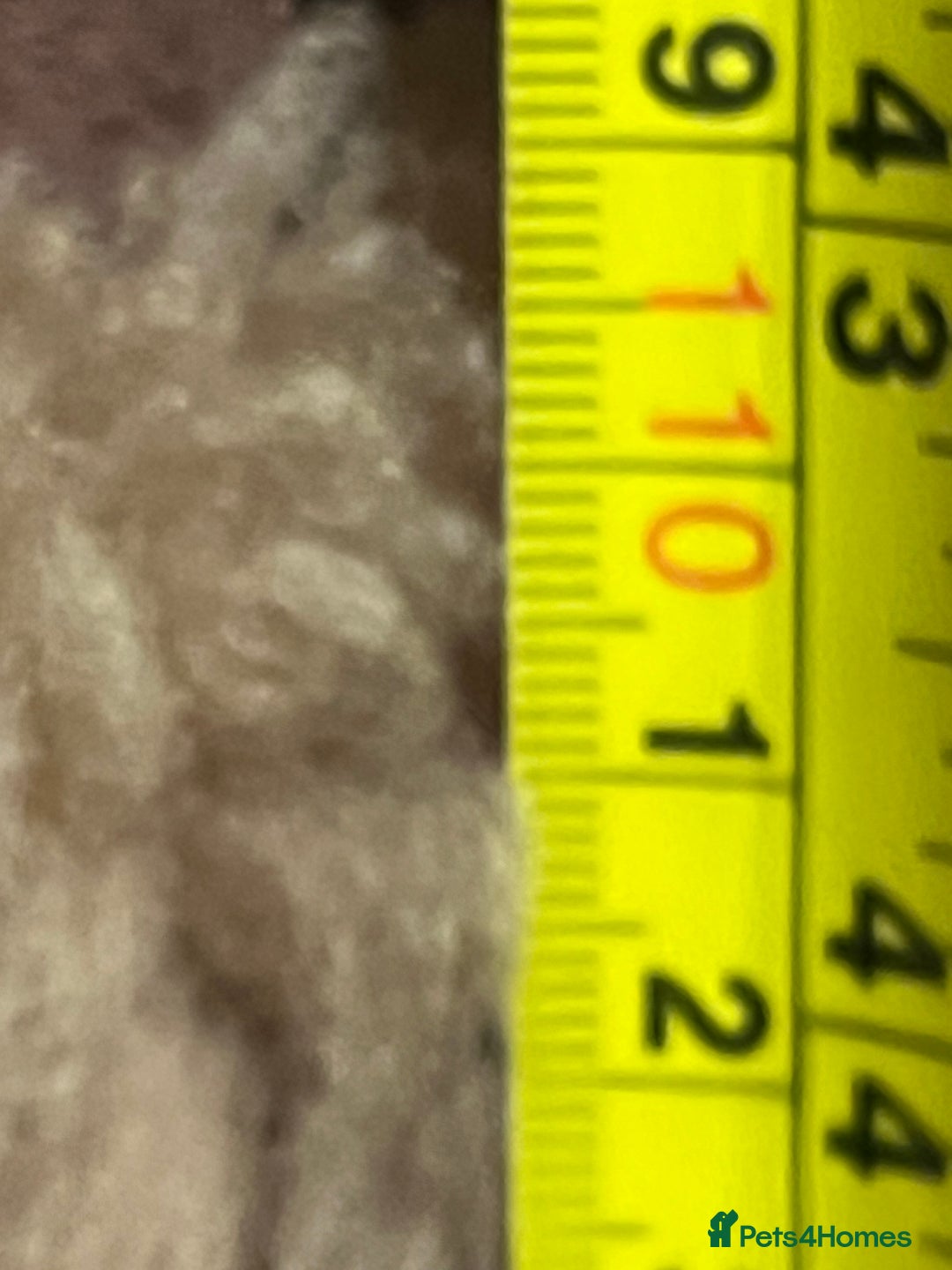 British Shorthair cats for sale: Kittens - Advert 6