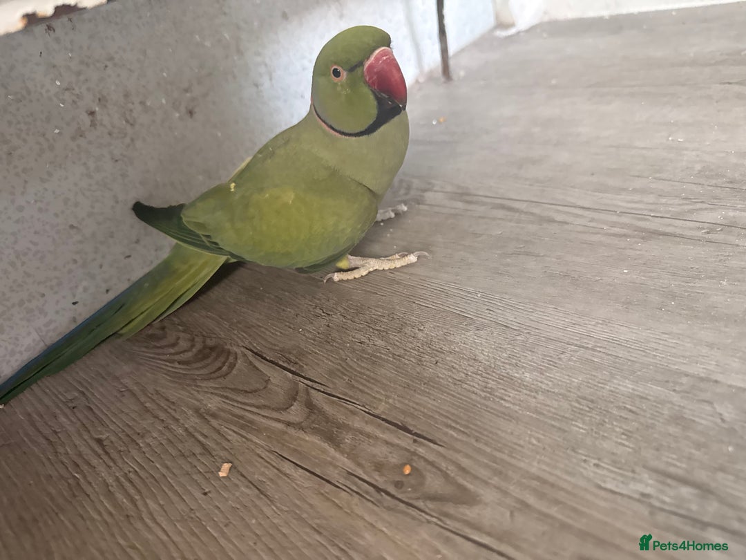 Ringnecks birds for sale: Indian ring neck  - Advert 4