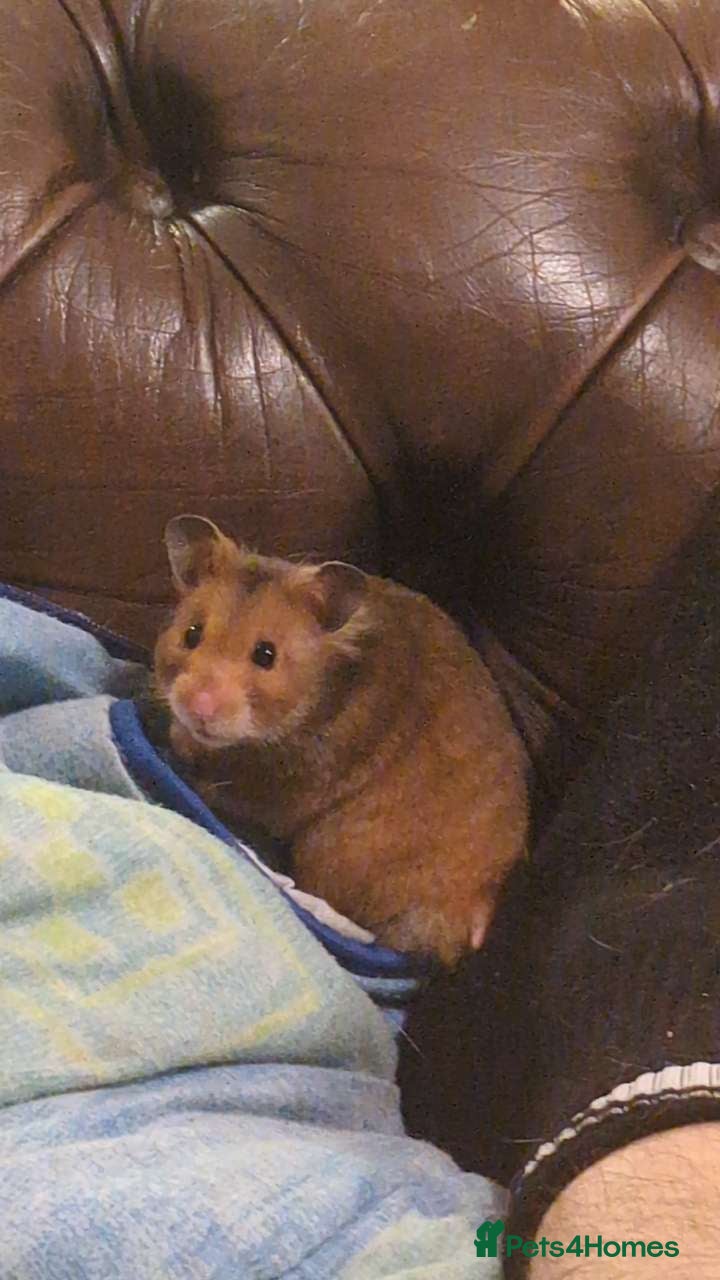 Hamster rodents for sale: Brown Syrian hamster and cage  - Advert 1