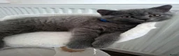 British Shorthair cats for sale: 💙 Last Blue Boy British Shorthair to Reserve 💙 - Advert 5