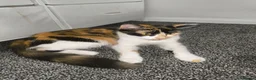 Mixed Breed cats for sale: Beautiful Mix Breed Calico Cat - Advert 4