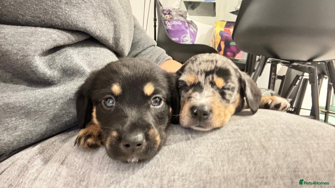 Mixed Breed dogs for sale: Timothy & Jeremy - Image 7