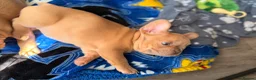Mixed Breed dogs for sale: Boxer cross frenchie pups. - Advert 6