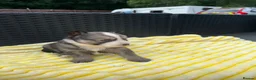 Pomsky dogs for sale: Pomsky puppys in Cardiff - Advert 20