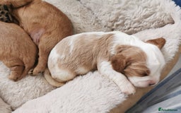 Cavalier King Charles Spaniel dogs for sale: KC health tested cavalier puppies - Image 9