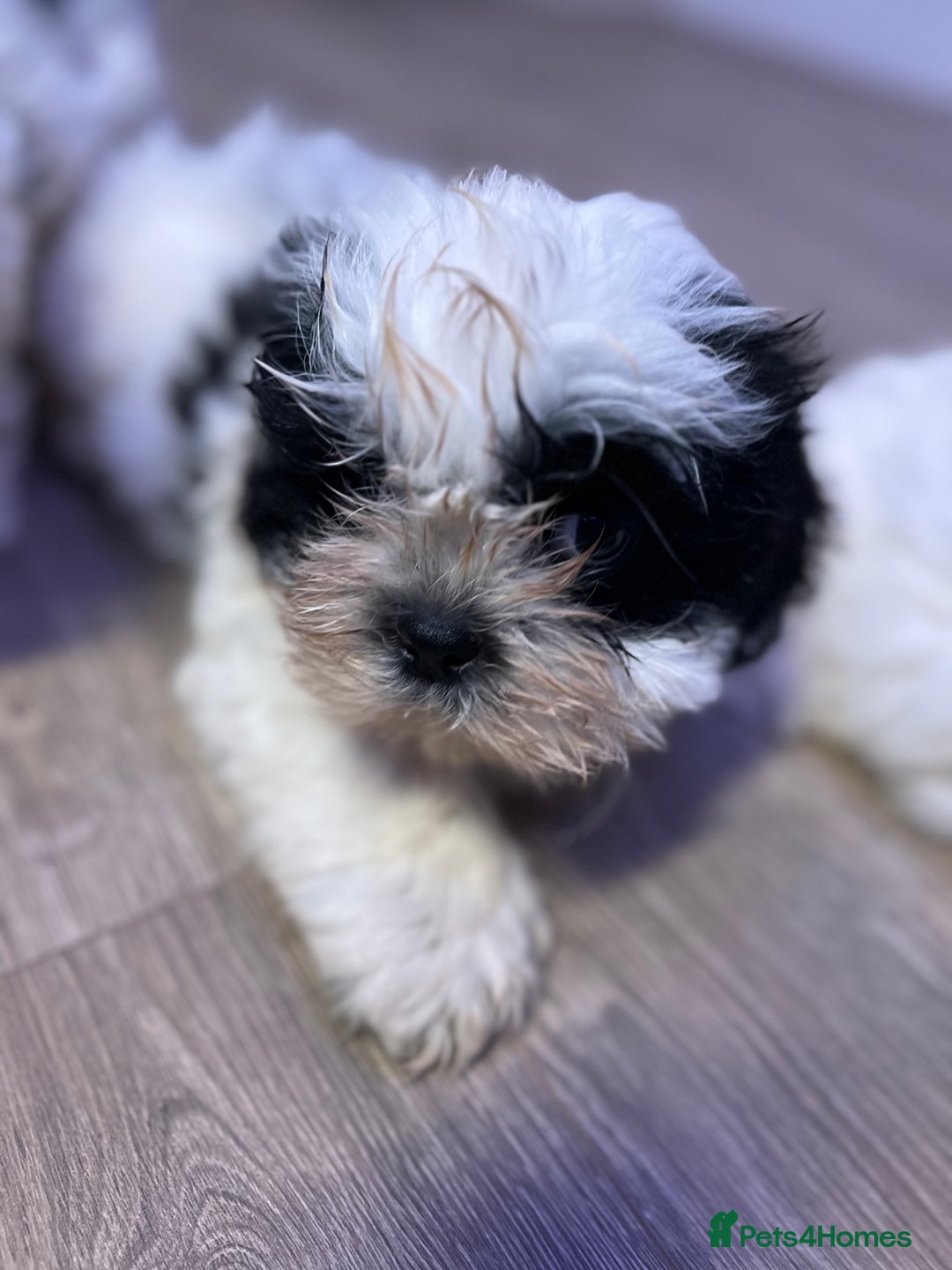 Shih Tzu dogs for sale: 2 lovely boys and 1 girl - Image 5