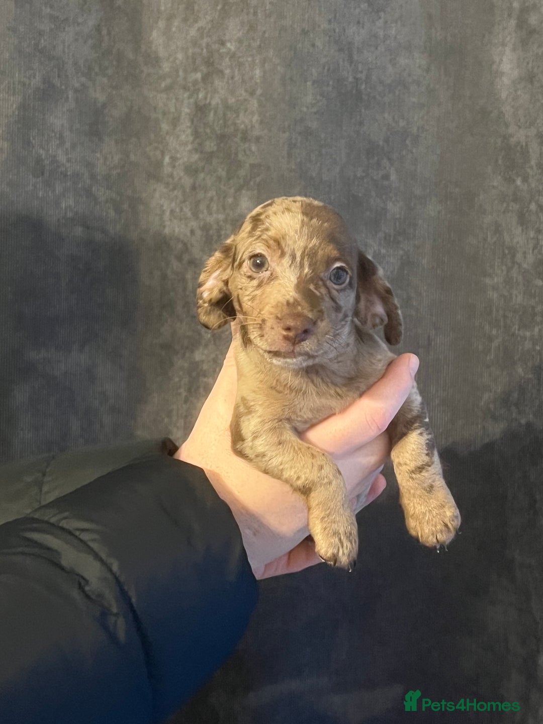 Mixed Breed dogs for sale: LAST GIRL 🩷 daxipoo - Advert 5