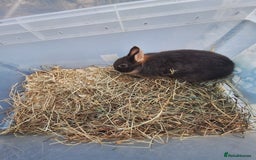 Netherland Dwarf rabbits for sale: 4 baby Netherland dwarf rabbits for sale £50 each  - Image 6