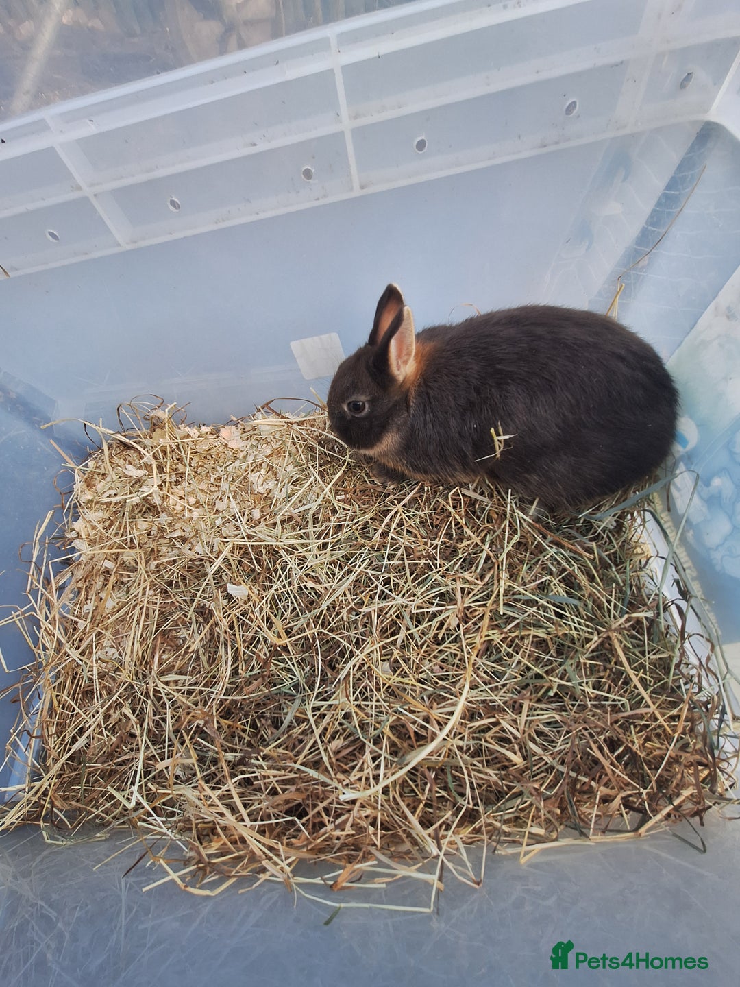 Netherland Dwarf rabbits for sale: 4 baby Netherland dwarf rabbits for sale £50 each  - Image 6