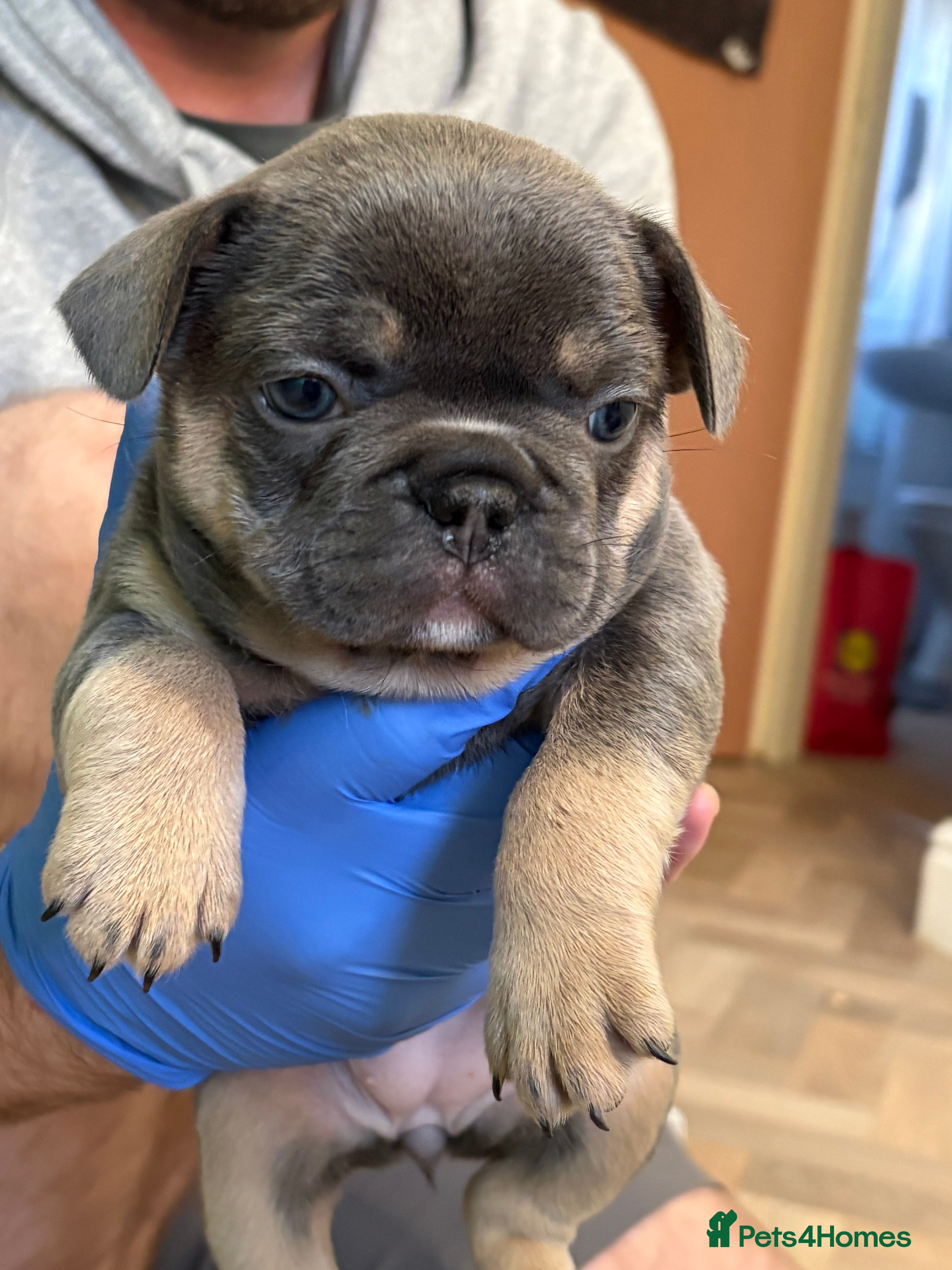 French Bulldog dogs Beautiful blue and tan French bulldogs  - Advert 11