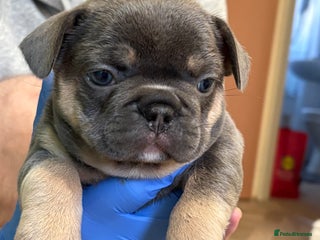 French Bulldog dogs Beautiful blue and tan French bulldogs - Advert 4