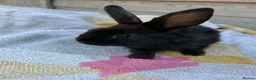 Lionhead rabbits for sale: Beautiful lion head and lion head lops rabbits  - Advert 5