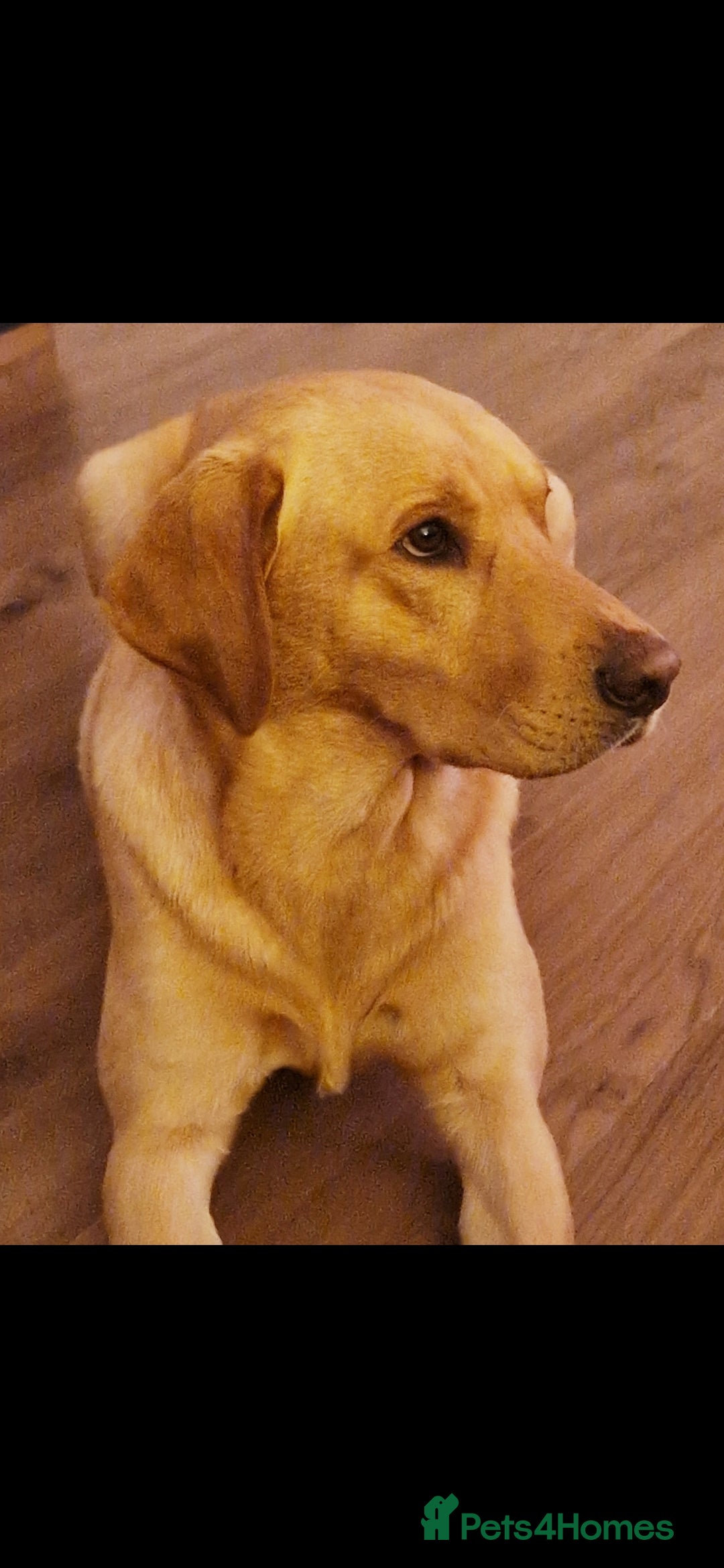 Labrador Retriever dogs for stud: Unproven Labrador Stud NO FEE. KC reg/BVA screened in Brecon - Advert 2