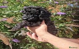 Cockapoo dogs for sale: EXCEPTIONAL HEALTH TESTED SHOW TYPE COCKAPOOS F1B - Image 17