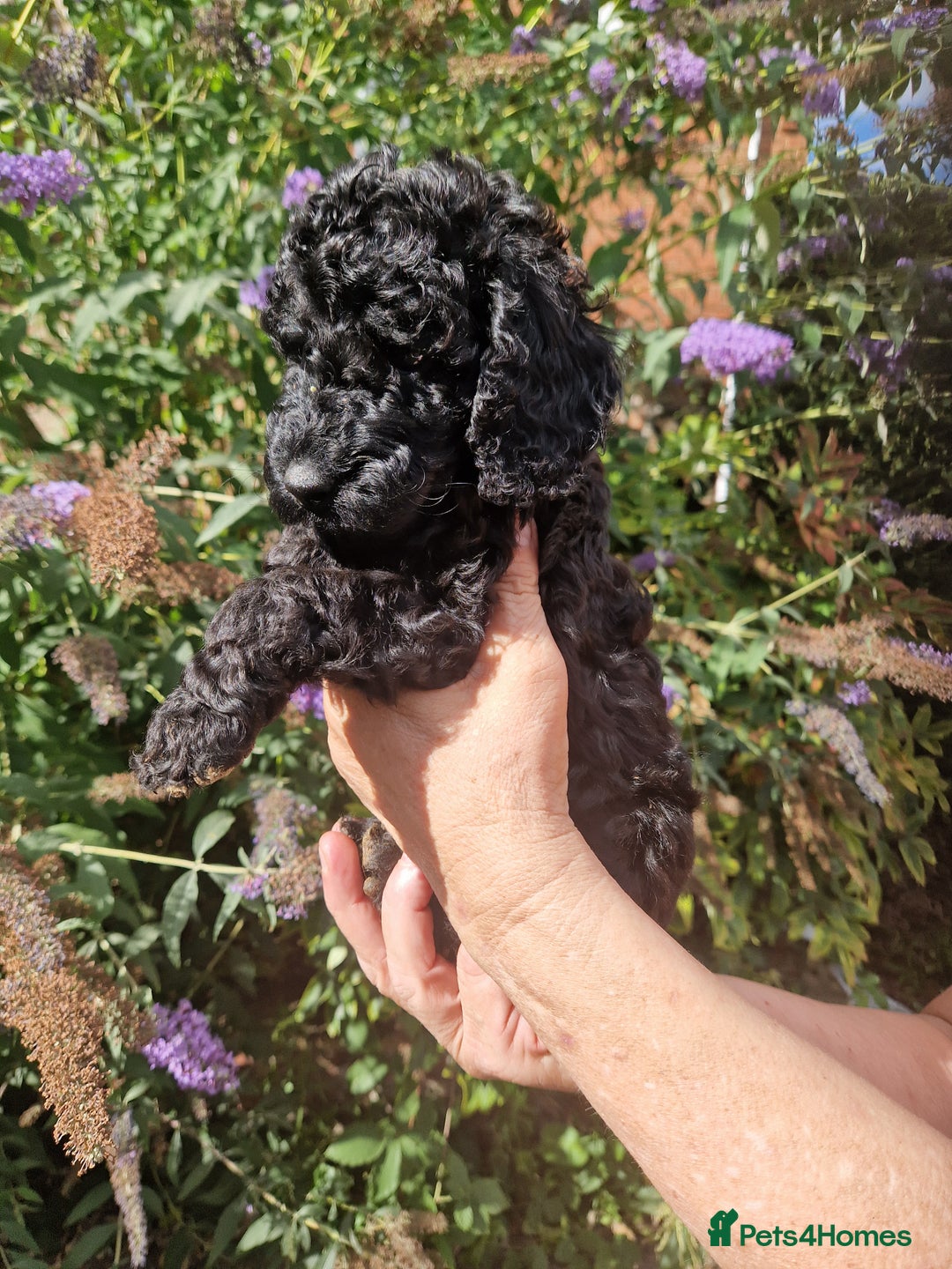 Cockapoo dogs for sale: EXCEPTIONAL HEALTH TESTED SHOW TYPE COCKAPOOS F1B - Image 17