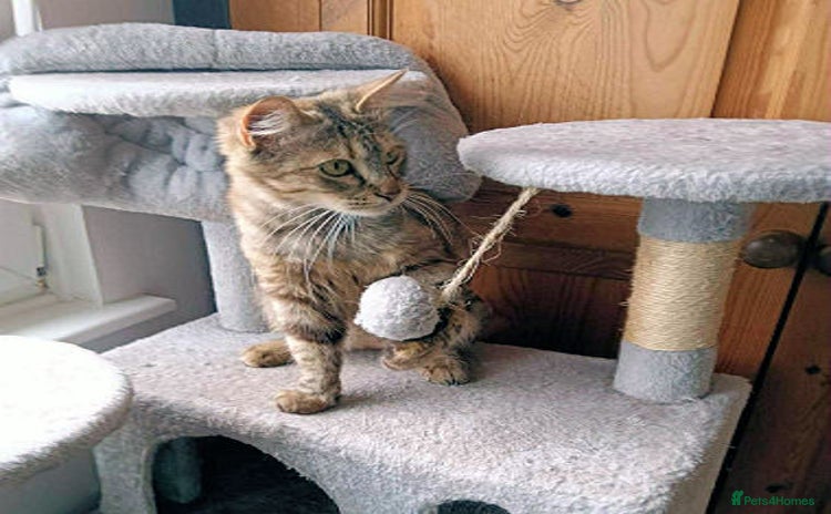 Mixed Breed cats - Advert 3