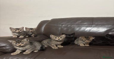 Mixed Breed cats - Advert 3