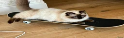 Ragdoll cats for sale: Pure breed healthy Ragdolls  - Advert 7