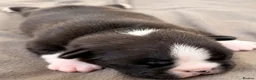 Boston Terrier dogs for sale: Bostixon KC Registered Boston Terrier Puppies - Advert 15