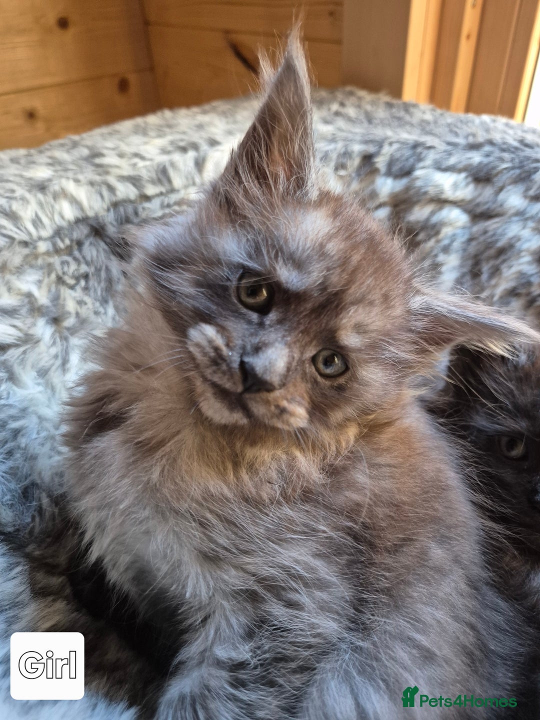 Maine Coon cats for sale: Mein Con - Advert 9