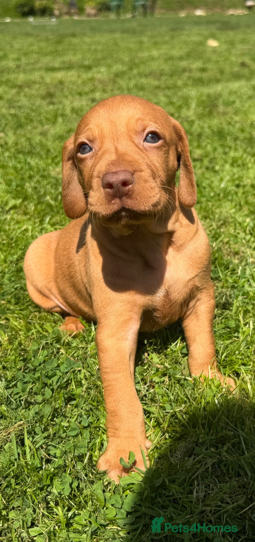 Hungarian Vizsla dogs Beautiful Hungarian Vizsla puppies - Advert 2