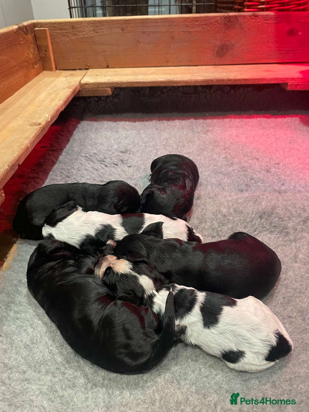 Cocker Spaniel dogs for sale: 2 working cocker puppies  - Advert 24