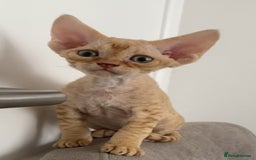 Devon Rex cats for sale: Devon Rex - Image 11