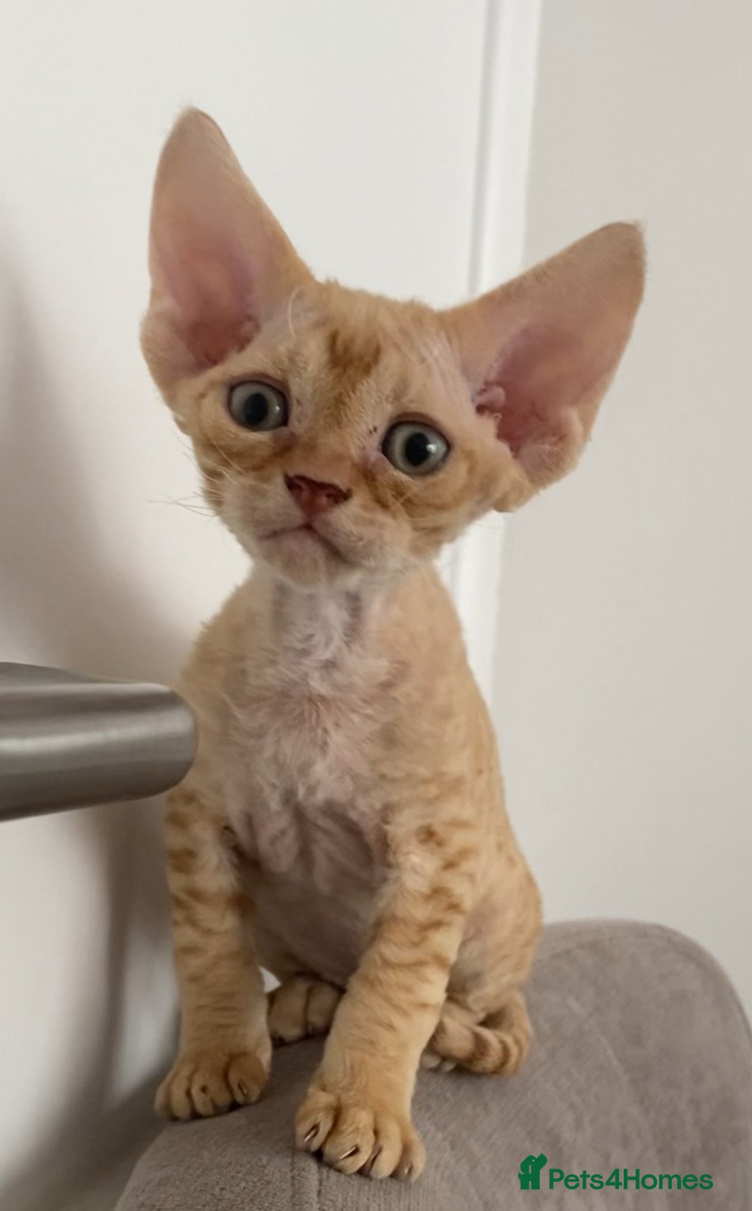 Devon Rex cats for sale: Devon Rex - Image 11