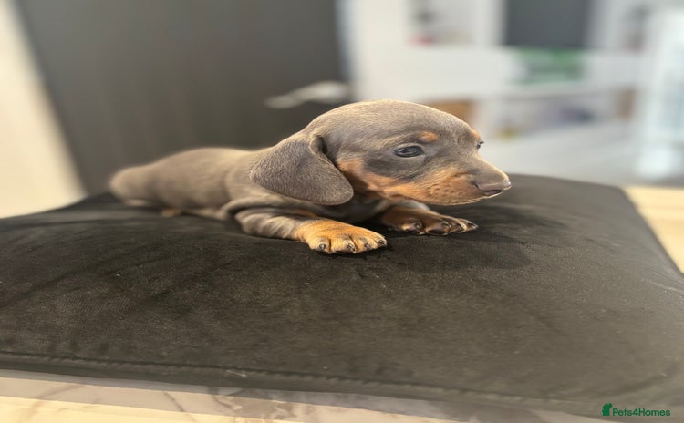 Dachshund dogs - Advert 2